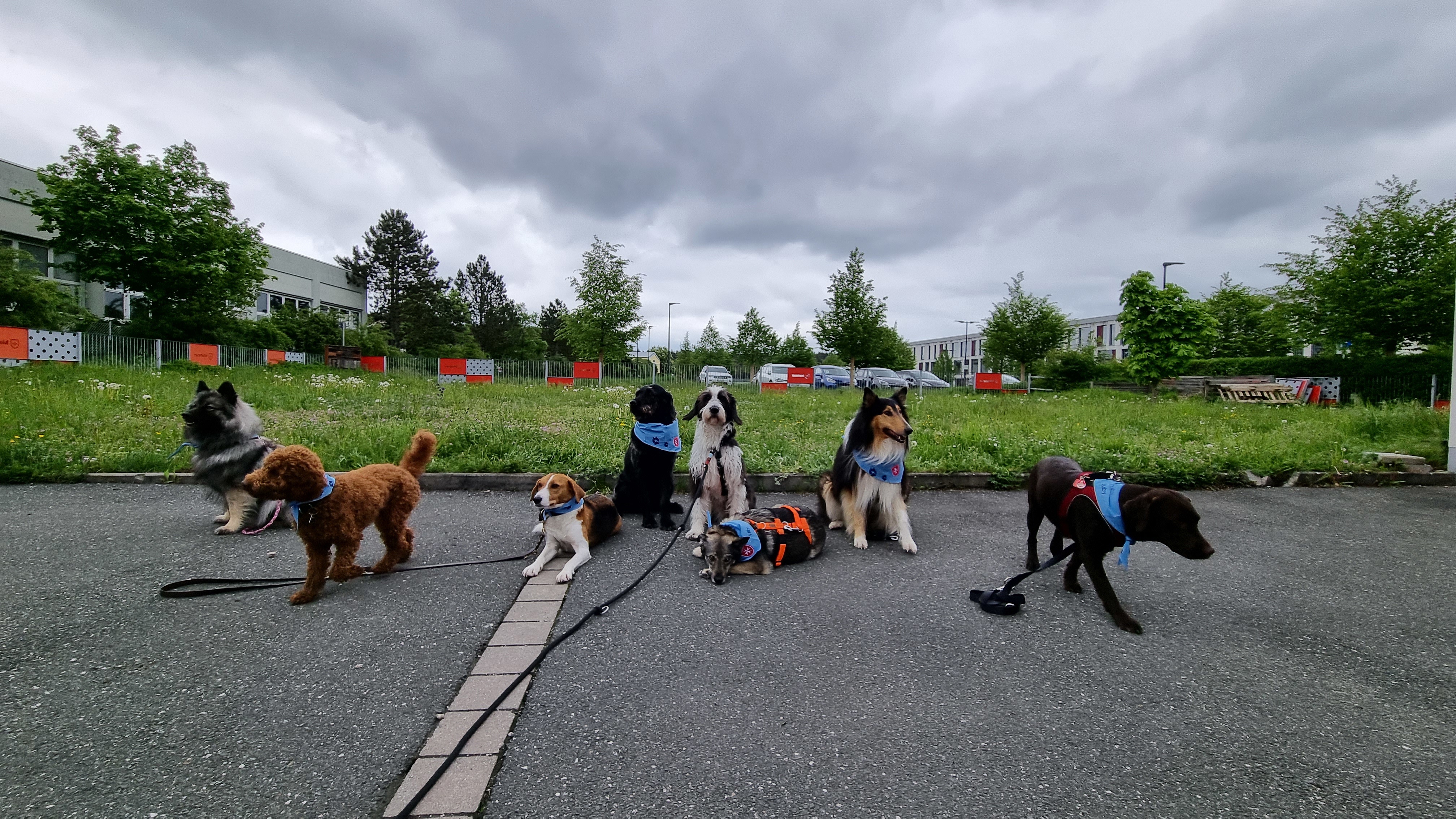 Vernetzungstreffen mit Hund 